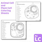 Animal And Plant Cell Coloring Worksheets Digital Download 300 DPI Png Etsy