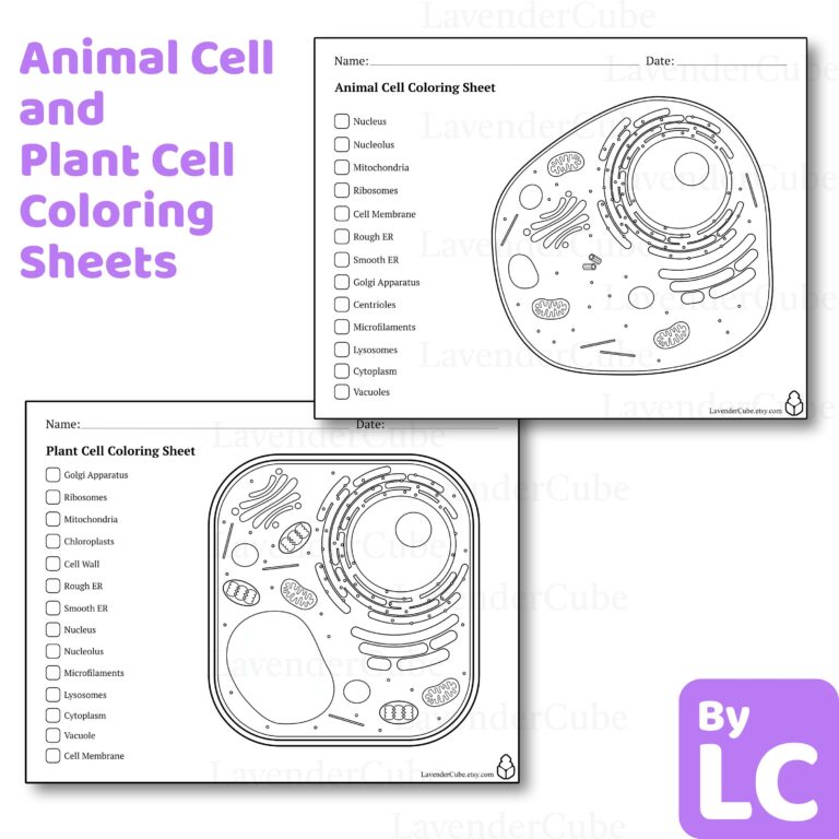 Animal And Plant Cell Coloring Worksheets Digital Download 300 DPI Png Etsy