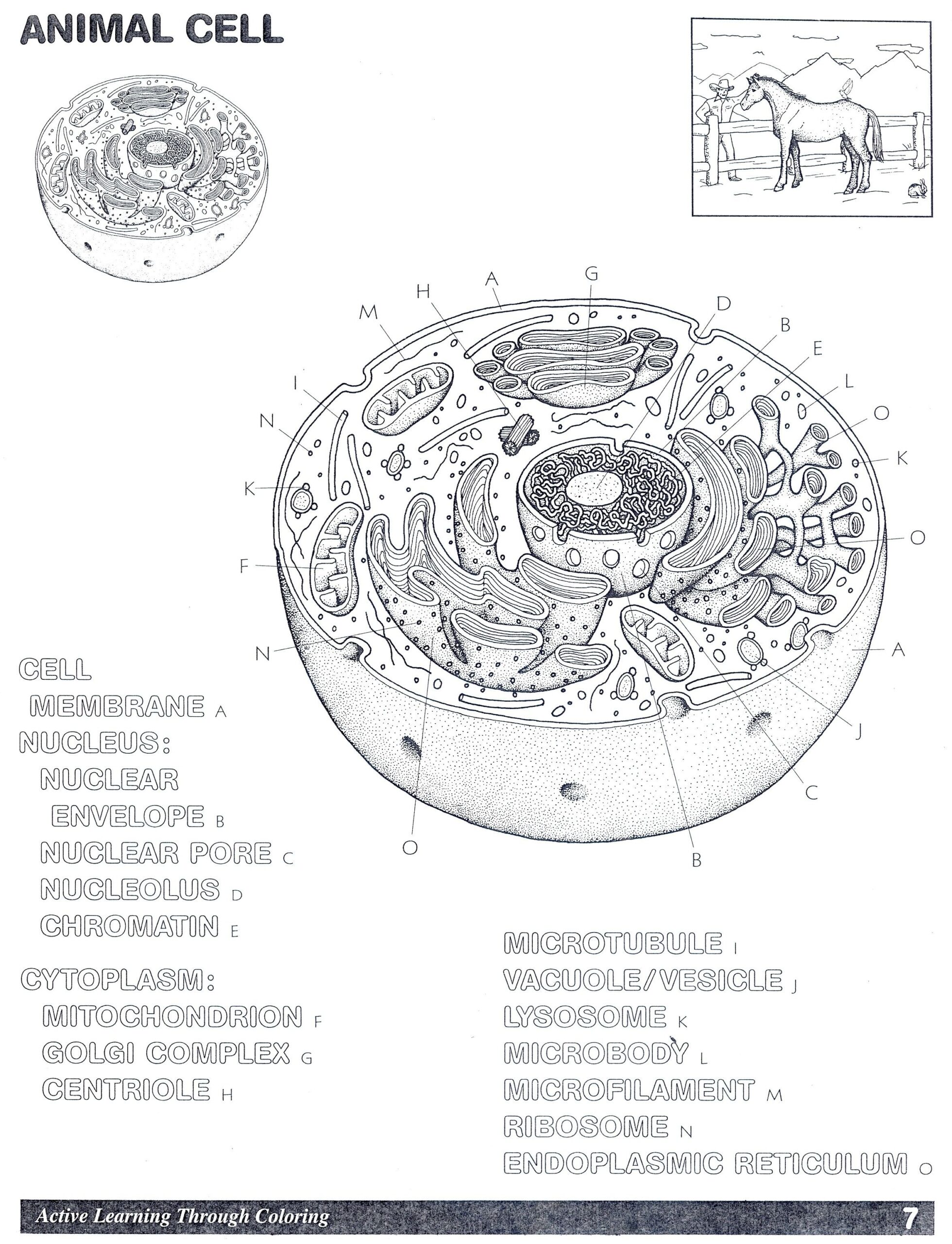Animal Cell Coloring Learn And Explore With Fun Worksheets Library