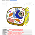 Animal Cell Functions Animal Cell Coloring Answer Key Student Handout Biol cellcoani Cell Studocu