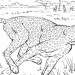 Coloring Book Animals A To I National Geographic Kids
