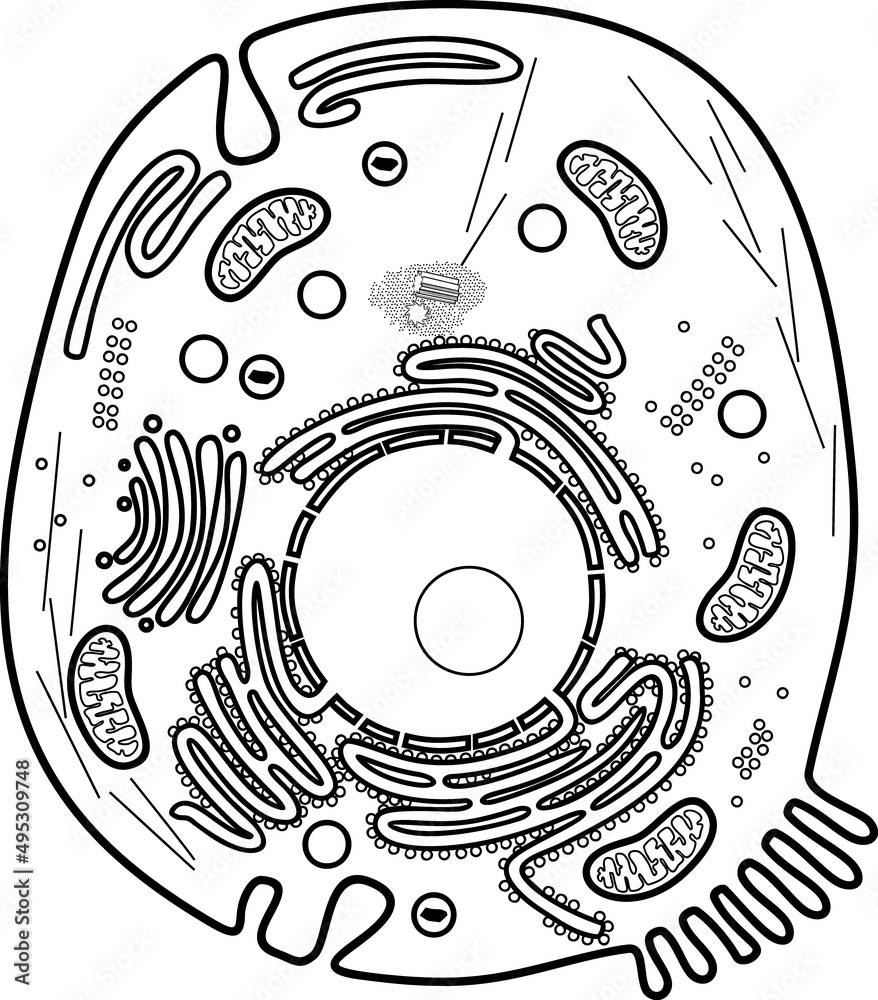 Coloring Page With Animal Cell Structure Educational Material For Biology Lesson Stock Vector Adobe Stock