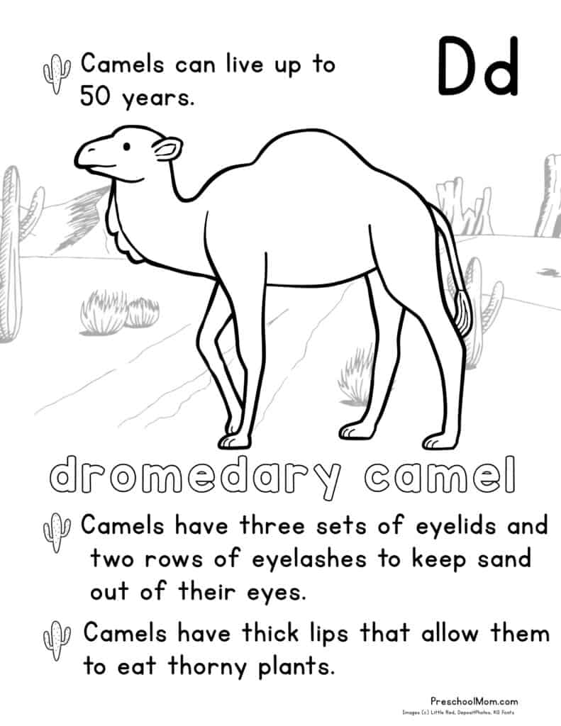 desert animal coloring pages desert animal coloring pages