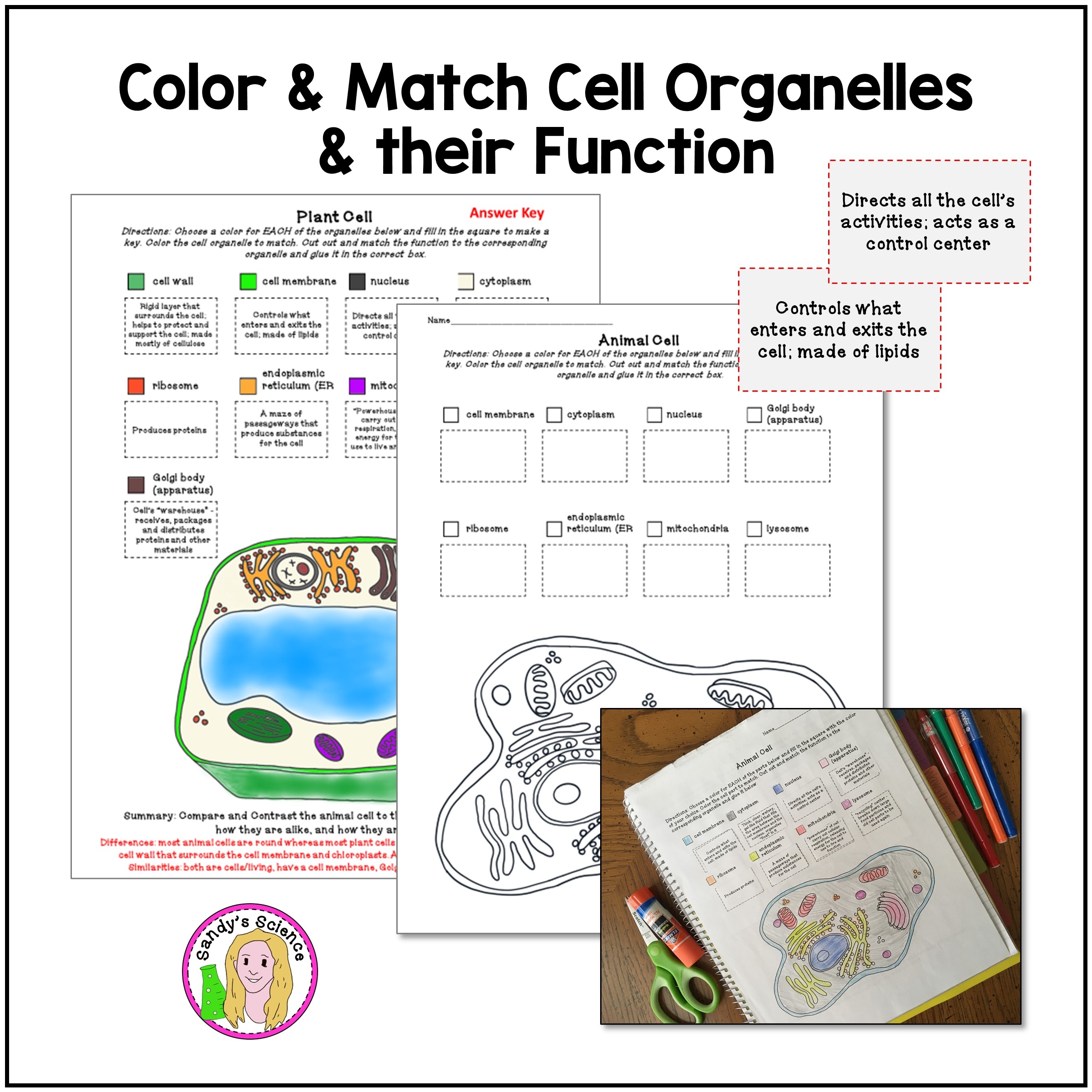 plant and animal cell coloring page plant and animal cell coloring page