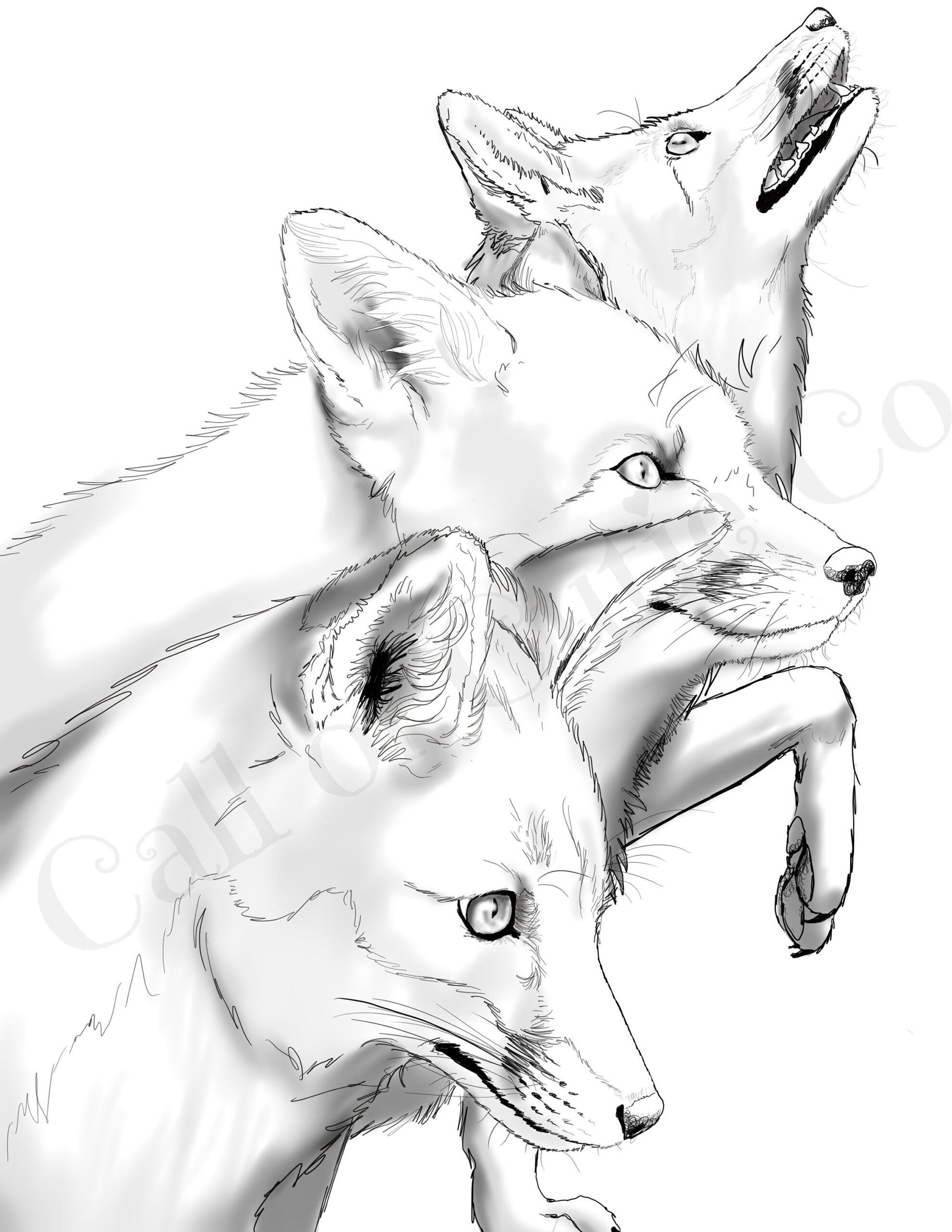 Red Fox Color Page fox Color Sheets realistic Animal Color Pages Etsy